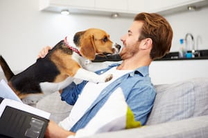 dog liability insurance