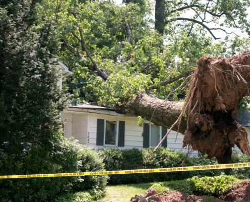 homeowners insurance and tree damage