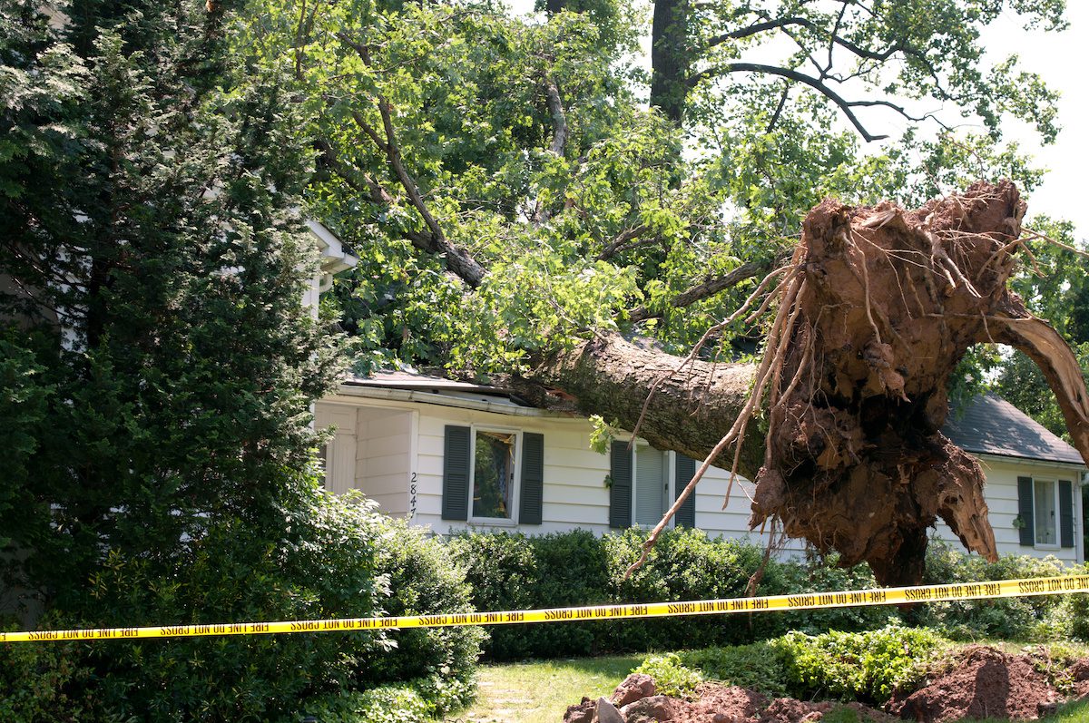 homeowners insurance and tree damage