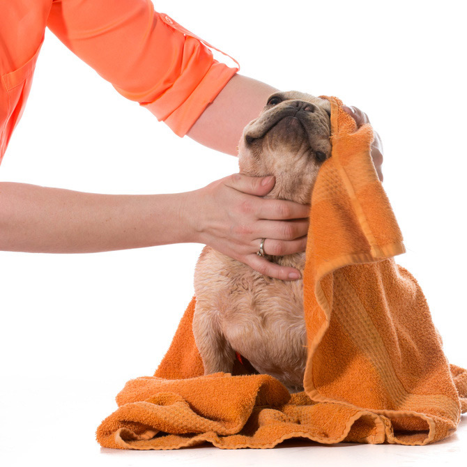 Pet groomer towels off a freshly showered french bulldog