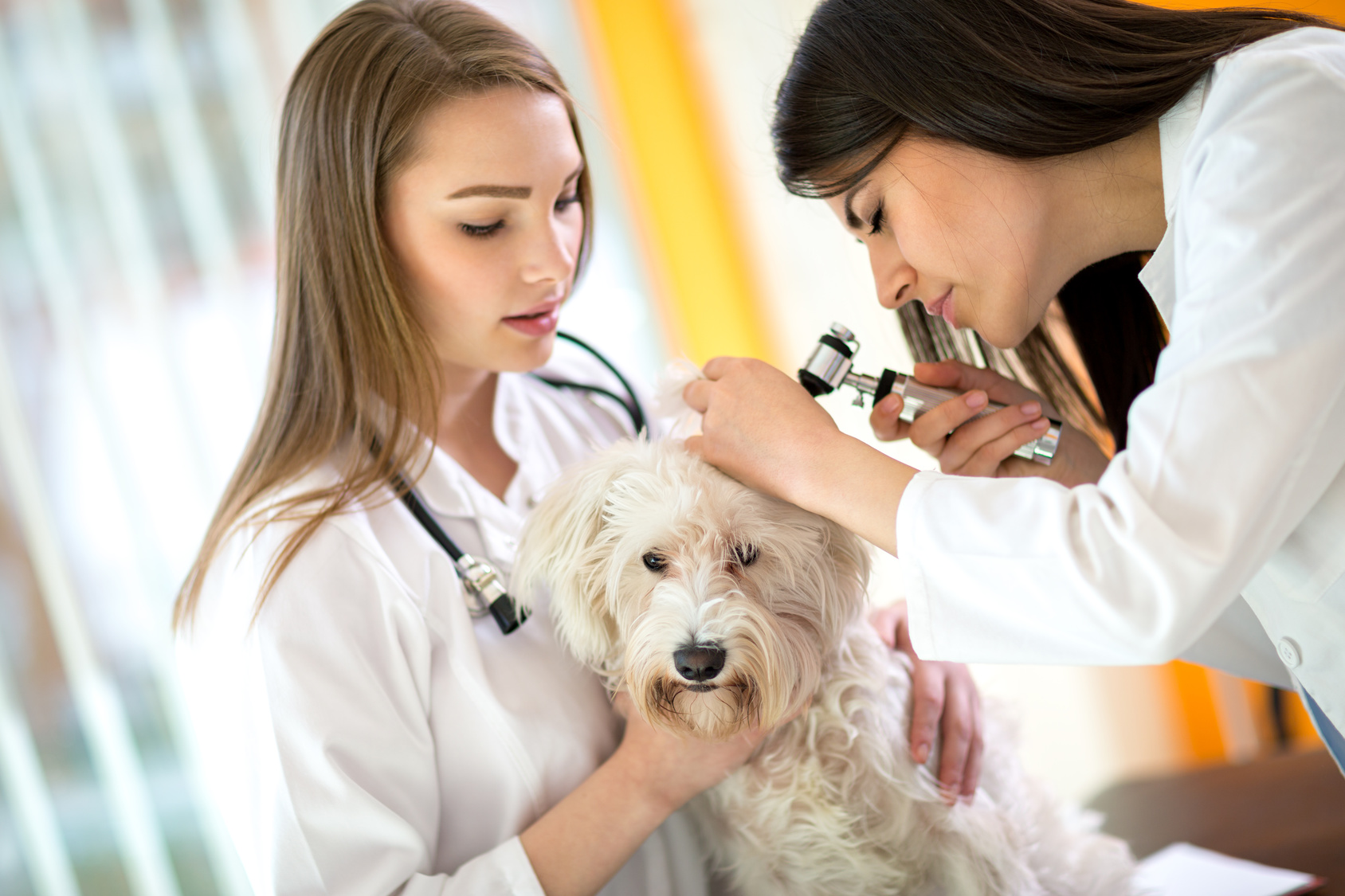 Understanding Business Insurance for Veterinarians and Animal Service